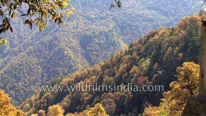 Mystery predator of the Himalaya- Collared Pygmy Owlet