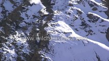 Snow Leopard and prey take deadly tumble off 400 foot cliff  big cat wins Rarest shot EVER