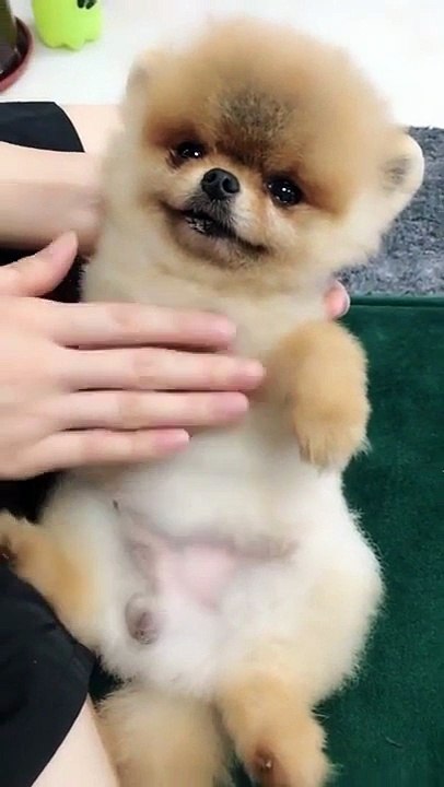 lovely moment of pet dog with her owner