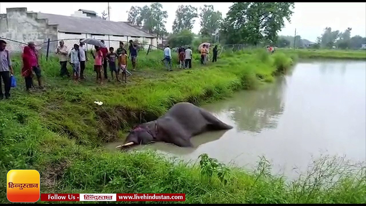 पंतनगर में हाथी का शव मिलने से हड़कंप मच गया-VIDEO