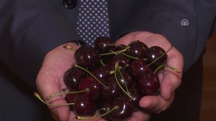Çinliler Türk Kirazı Yiyecek