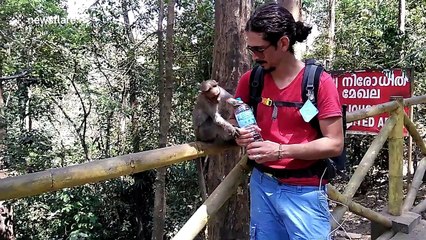 Adorable moment tourist gives thirsty baby monkey a drink