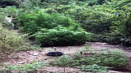 Gemlik polisi bin 100 kök hint keneviri ele geçirdi