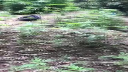 Gemlik Polisi Bin 100 Kök Hint Keneviri Ele Geçirdi