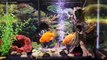 1hr relaxing music Aquarium Screensaver Fishtank HD