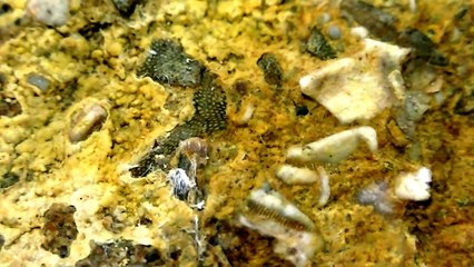 Fossil Graveyard DIGGING FOR FOSSILS MINNESOTA