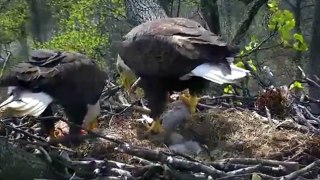 Bald Eagle feeding its babies
