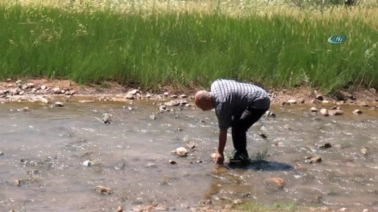 Balık ölümleri köylüleri korkuttu