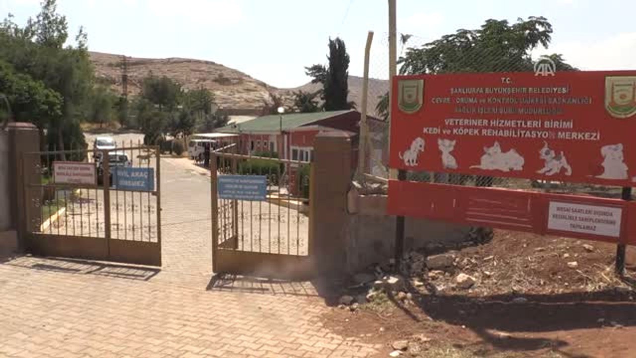 Sokak Hayvanlarına Soğuk Suyla Koruma