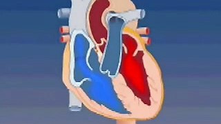 Blood Flow Through the Heart