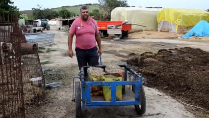 Ağırlığı 1 tonu geçen kurbanlıklar satışa çıktı - TEKİRDAĞ