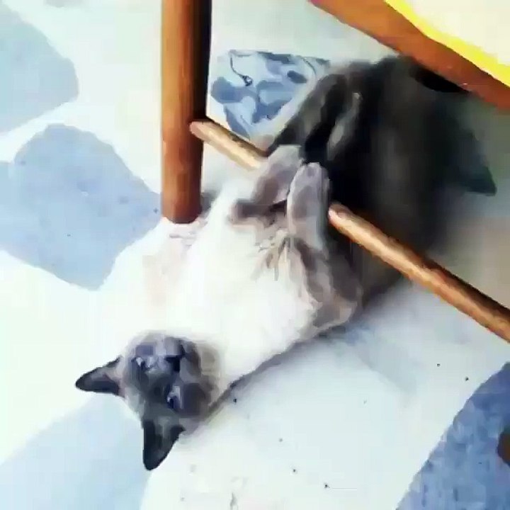 My cat is doing some Push up