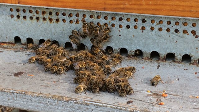 Extraction du miel au rucher école