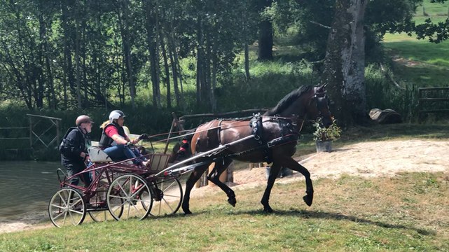Concours international d’attelage