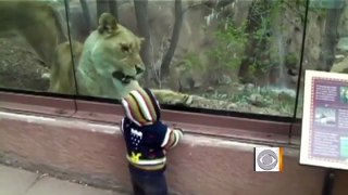 Lion tries to eat baby through glass at zoo