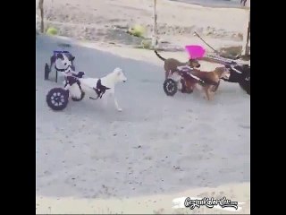 Bu İşi Kim Yaptıysa Helal Olsun, Köpeklerin Mutlulukları Ayrı Bir Güzel