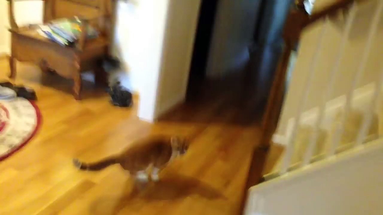 Jumping Spider vs Cat! Freakout!