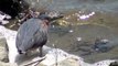 California Wildlife Green Heron, hunting & catching fish