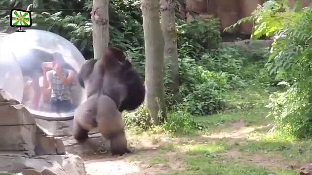 FUNNY_Wild_Animals_Play_&_Attack_Babies_Fail_Because_Glasses_in_the_Zoo___Funny_Complilation