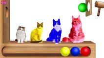Learn Colors for Children with Colorful Cats Xylophone #h | Funny Animals Colors Video #HA