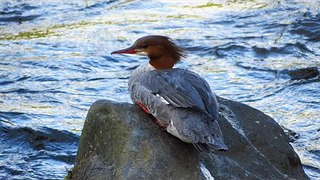 Common Merganser