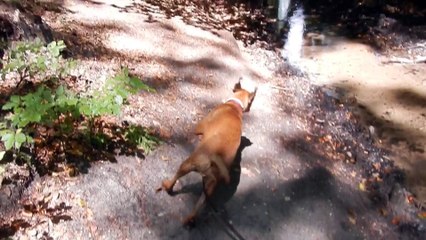 2018-07-28, Patou aux Maisons-le-Ruisseau