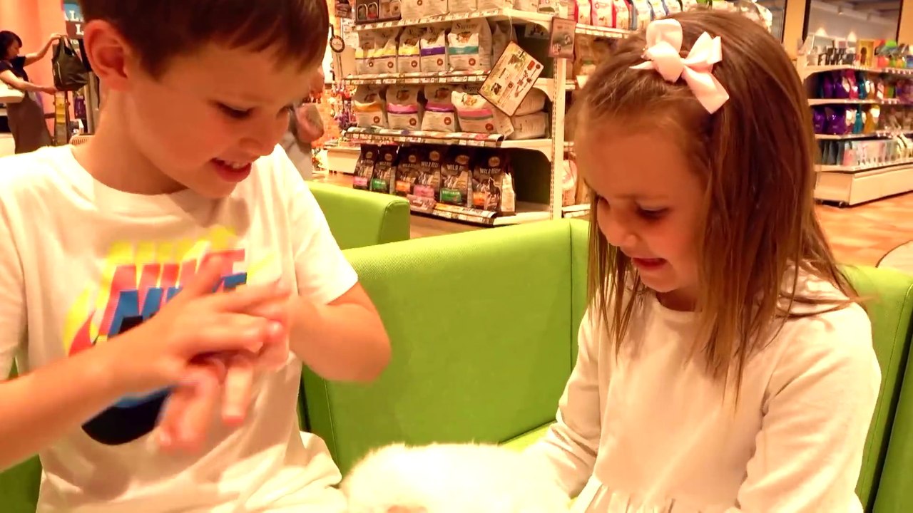 Мой День на каникулах в Токио и Собачки в колясках