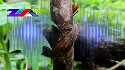 Destinasi Wisata Curug Wangun Desa Buniara Kec Tanjungsiang