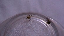Lynx Spider vs False Widow Spider