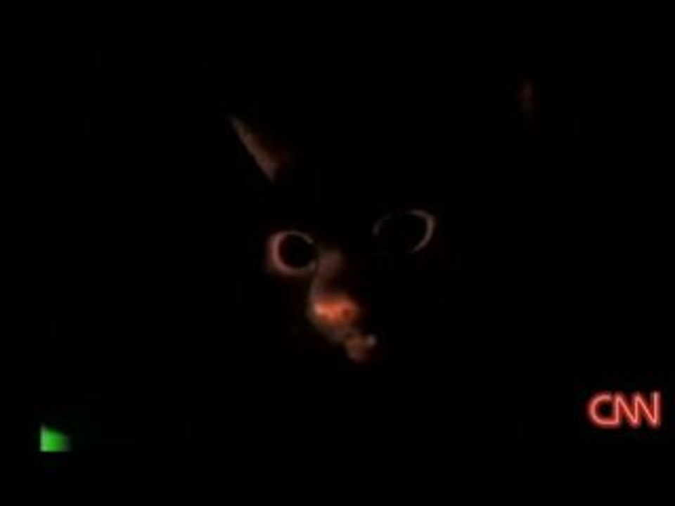 Chat fluorescent