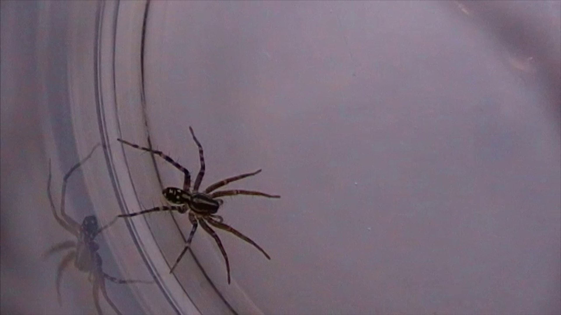 Wolf Spider vs Swift Ground Spider