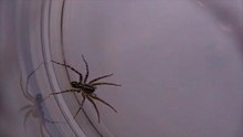 Wolf Spider vs Swift Ground Spider