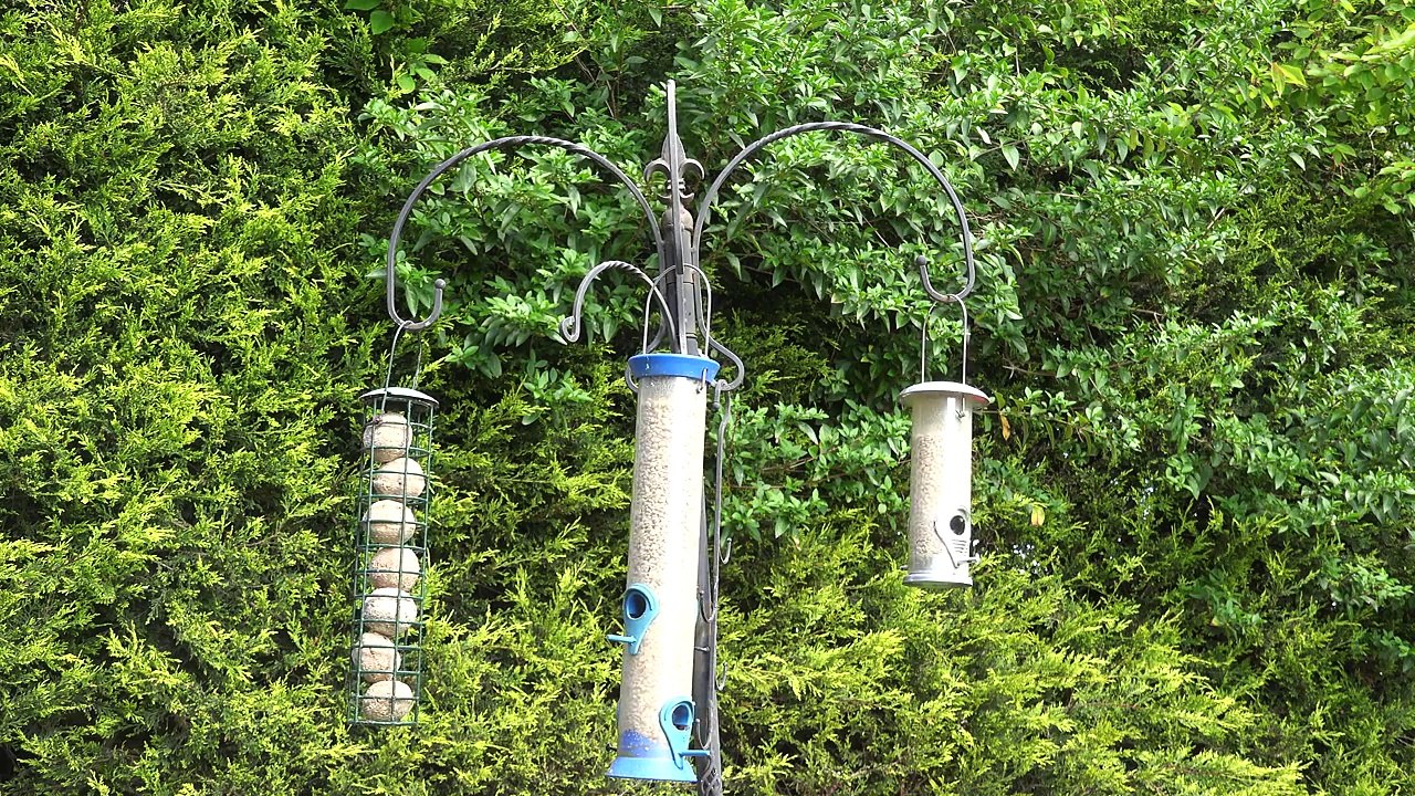 Slow TV Living Arts Bird Feeding Station UHD 4K