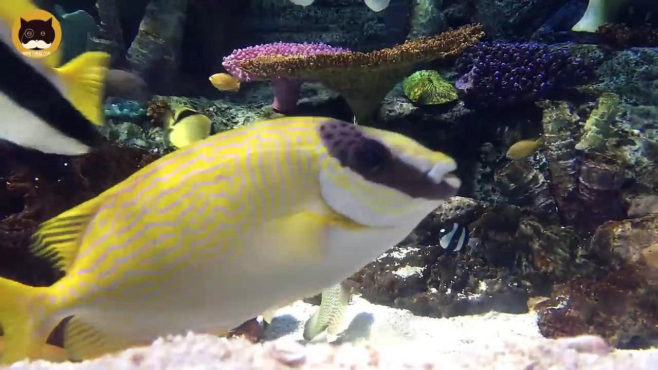 FISH VIDEO FOR CATS Aquarium Fish #5. Entertainment Video for Cats to Watch.