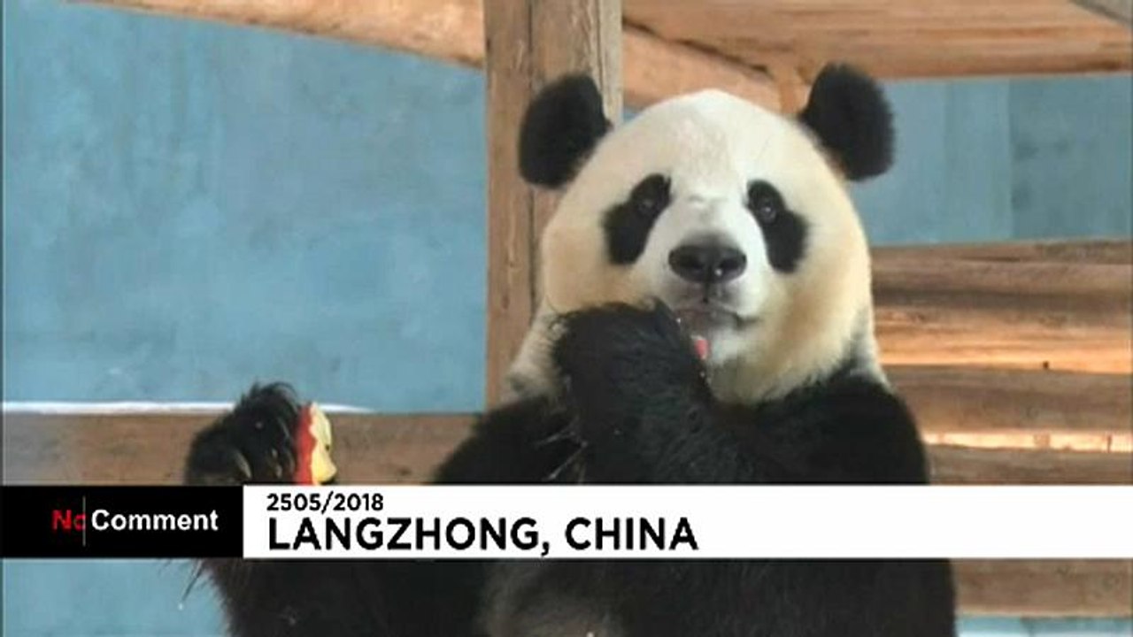 Abkühlung für Pandabären