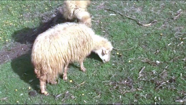 mbyllen tregjet e bagëtive në Peqin e Gramsh - Top Channel Albania - News - Lajme