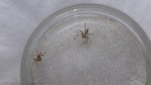 Lynx Spider vs Tufted Uloborus