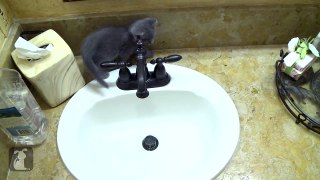 Plumber Kittens Unclog Your Sink Kitten Love