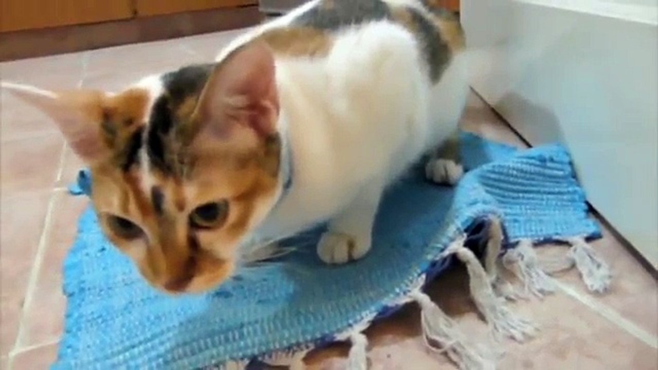 Cat in heat frog pose and yowling