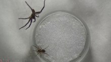 Wolf Spider vs Miturga Spider
