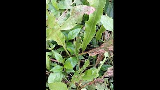 Wild Edible & Medicinal Plants of the Midwest