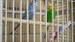 Budgies Talking, Chirping, Kissing, Playing & Singing. Funny Parakeets Bird Sounds And Scr