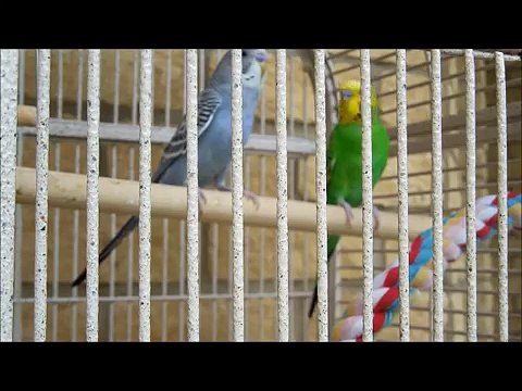 Budgies Talking, Chirping, Kissing, Playing & Singing. Funny Parakeets Bird Sounds And Scr