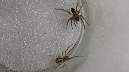 Leaf Curling Spider vs MIturga+Wolf Spider