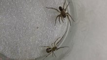 Leaf Curling Spider vs MIturga+Wolf Spider
