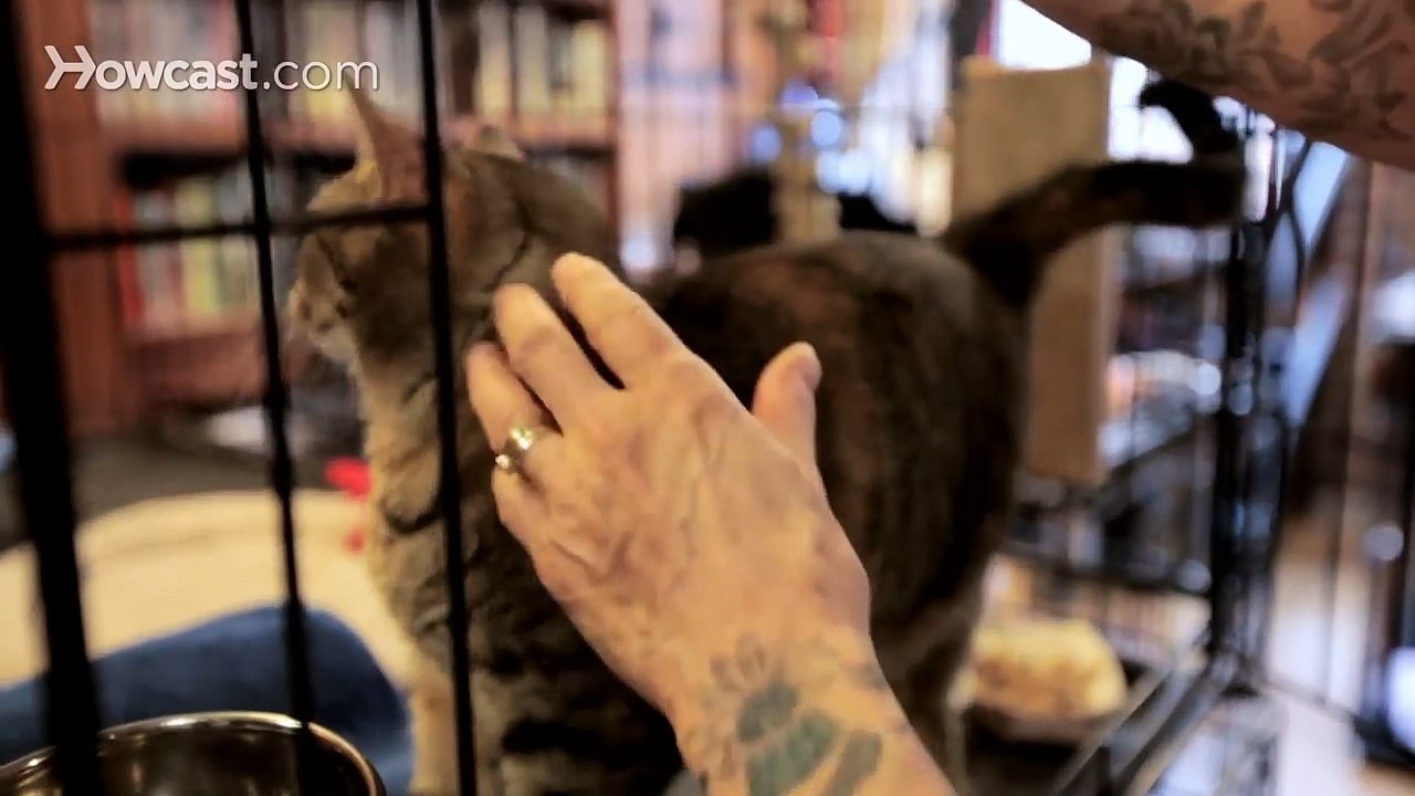 How to Play with Your Cat | Cat Care