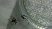 Redback Spider vs Jumping Spider