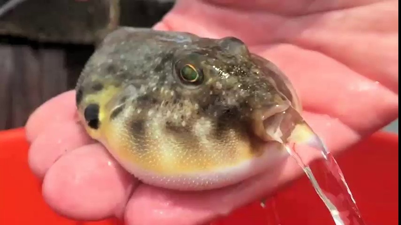 Nature Is Awesome  Funny and Cute Animal Vídeos Compilation (2018)