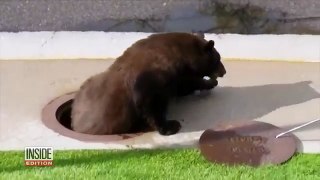 Bear Jumps Out of Colorado Manhole And Runs