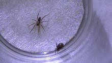 Wolf Spider vs False Widow Spider